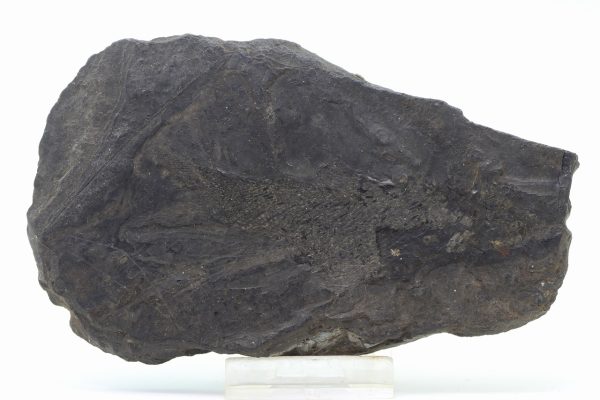 Versteinerter Fisch – Bild 2