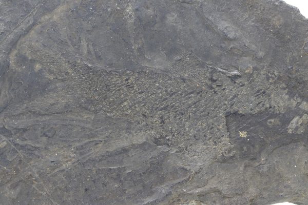 Versteinerter Fisch – Bild 3