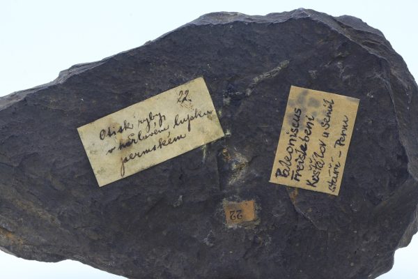 Versteinerter Fisch – Bild 5