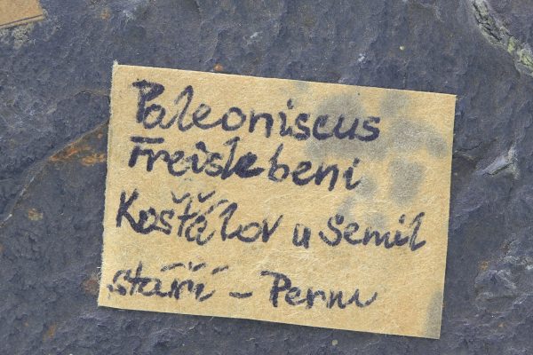 Versteinerter Fisch – Bild 6