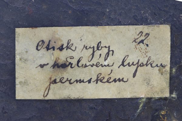 Versteinerter Fisch – Bild 7