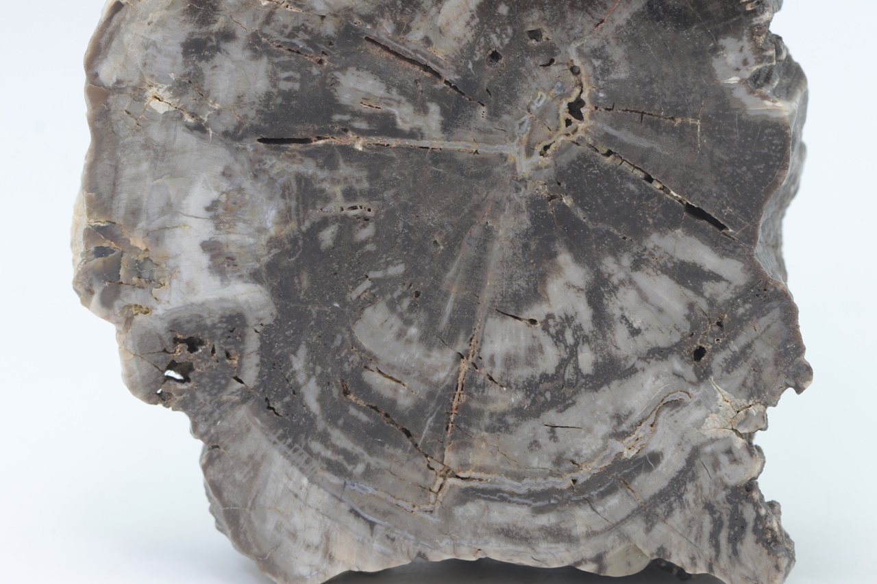 Araukarit – Bild 3