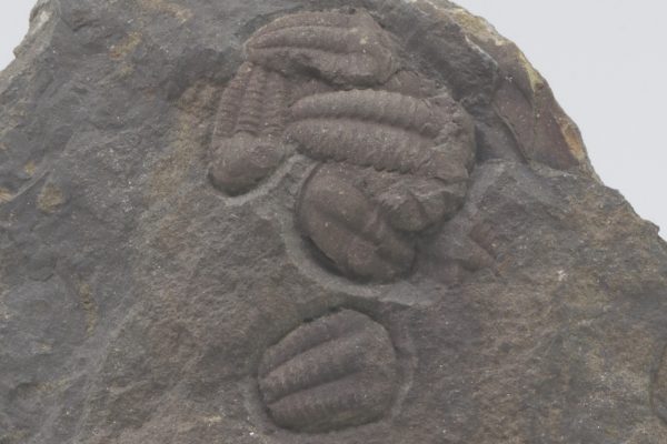 Elipsocephalus hoffi – Bild 2