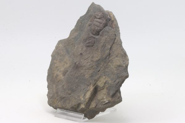 Elipsocephalus hoffi – Bild 3