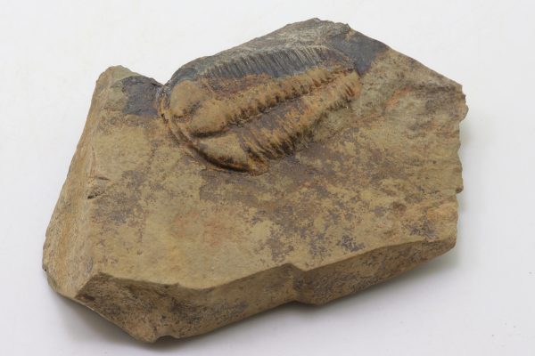 Conocoryphe sulzeri – Bild 2