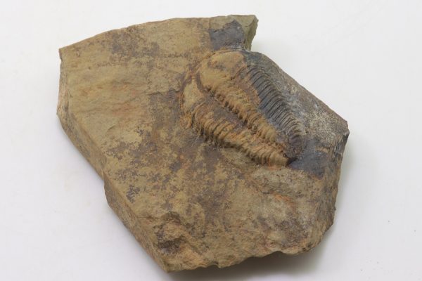 Conocoryphe sulzeri – Bild 3