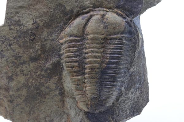 Conocoryphe sulzeri – Bild 4