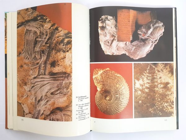 Das große Fossilienbuch – Bild 4