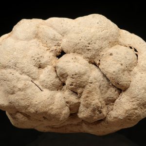 Kalkitkonkretion (Knolle)