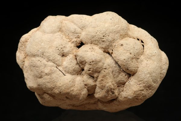 Kalkitkonkretion (Knolle)
