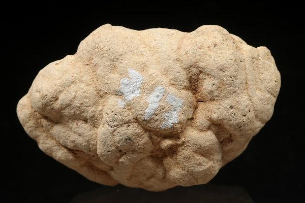 Kalkitkonkretion (Knolle) – Bild 4