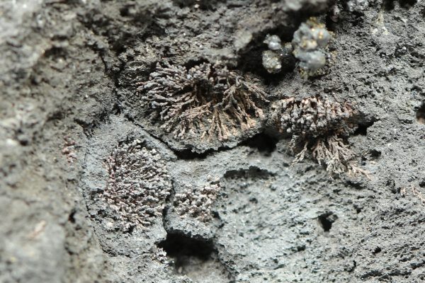 Proustit, Argentopyrit, Arsen, Silber – Bild 10