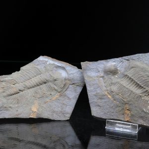 Paradoxides gracilis