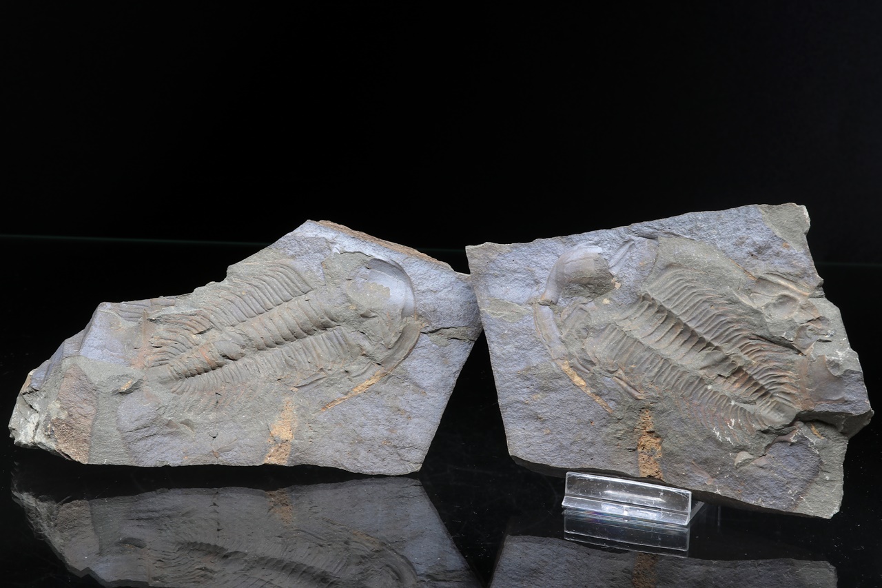 Paradoxides gracilis