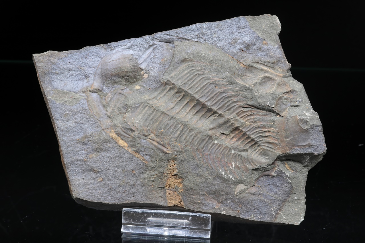 Paradoxides gracilis – Bild 2