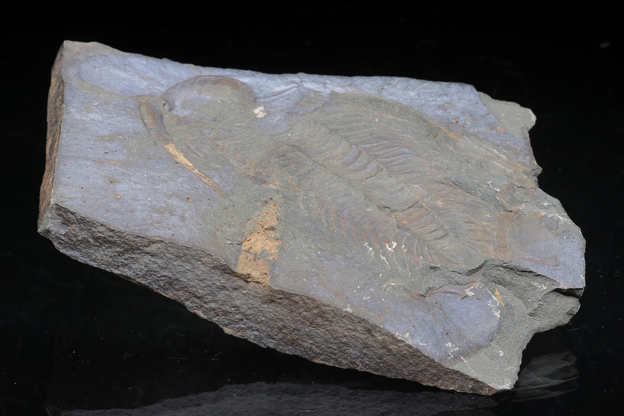 Paradoxides gracilis – Bild 3