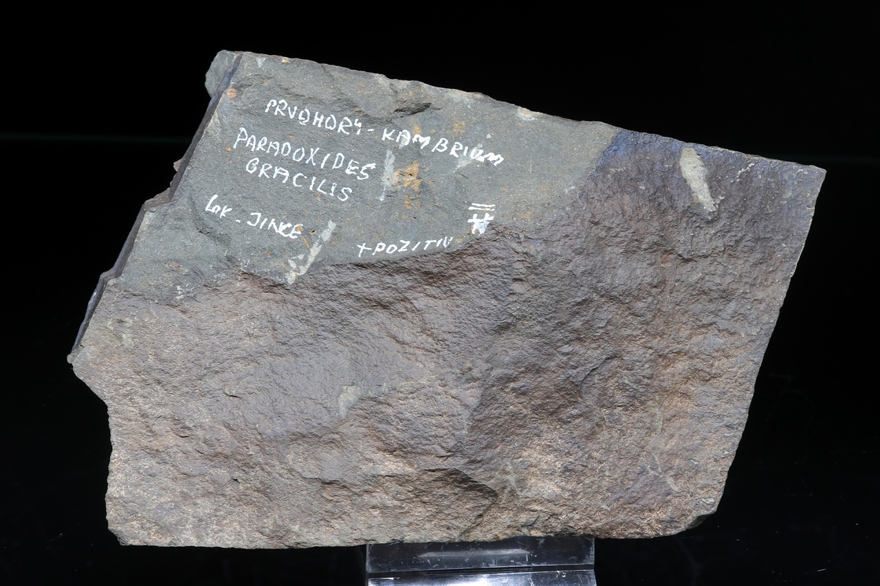 Paradoxides gracilis – Bild 4