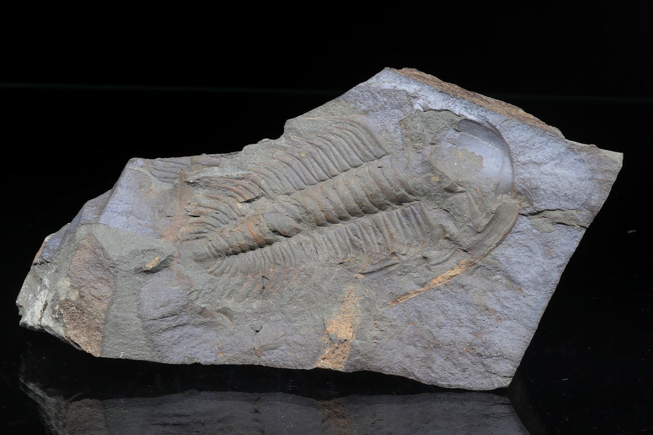 Paradoxides gracilis – Bild 5