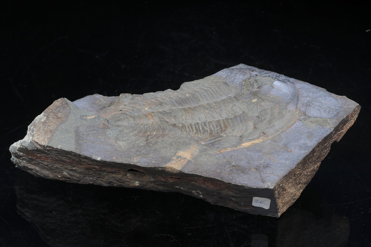 Paradoxides gracilis – Bild 6