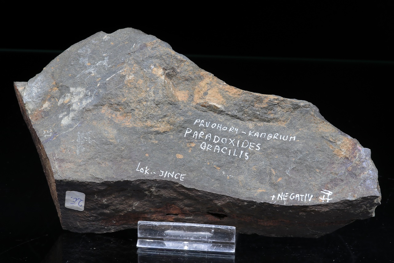 Paradoxides gracilis – Bild 7