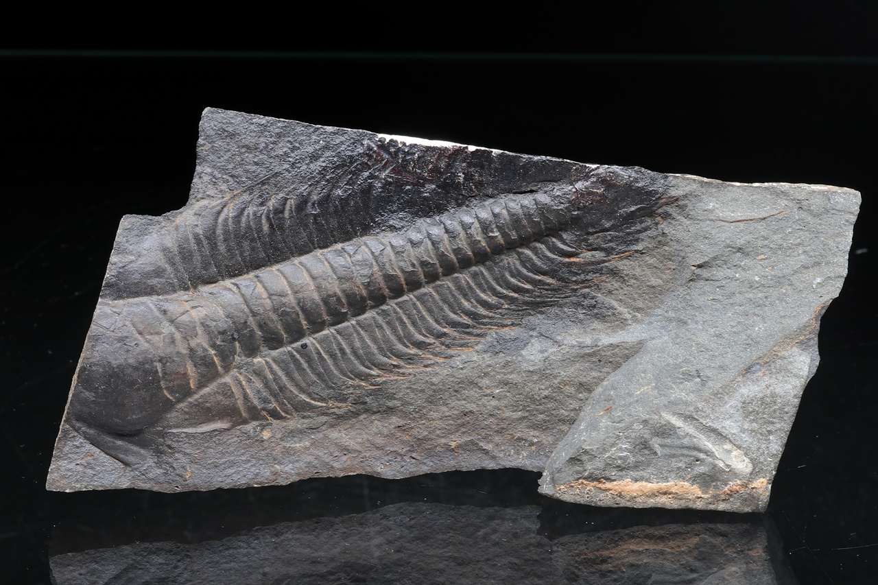 Paradoxides gracilis – Bild 3