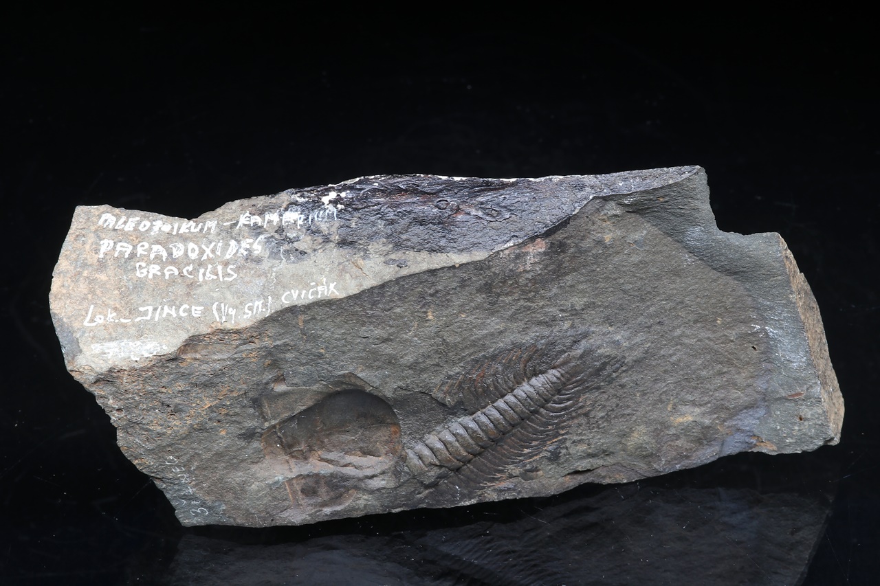 Paradoxides gracilis – Bild 4