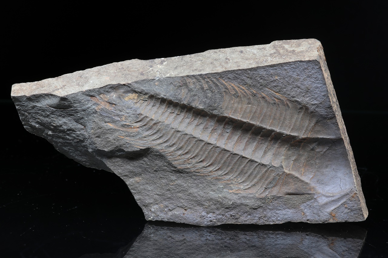 Paradoxides gracilis – Bild 5