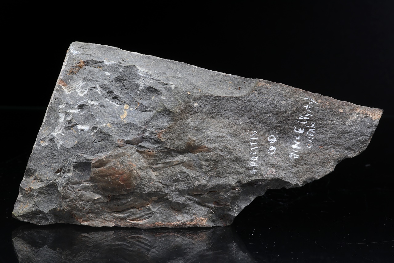 Paradoxides gracilis – Bild 6