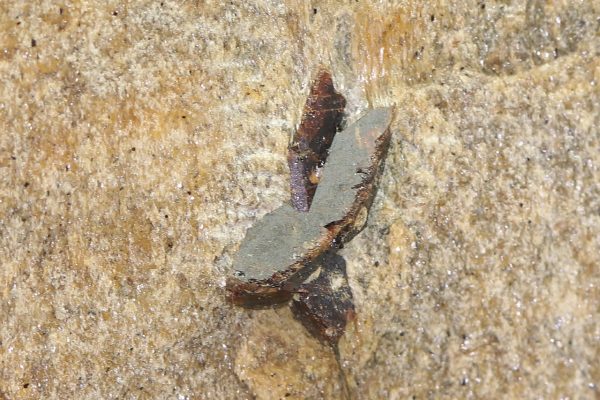 Staurolith – Bild 4