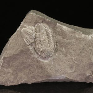 Griffithides globiceps