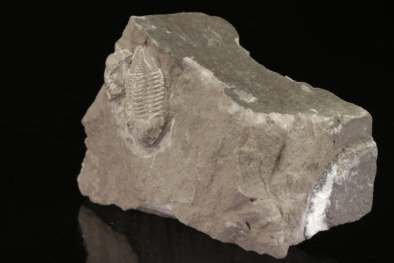 Griffithides globiceps – Bild 3