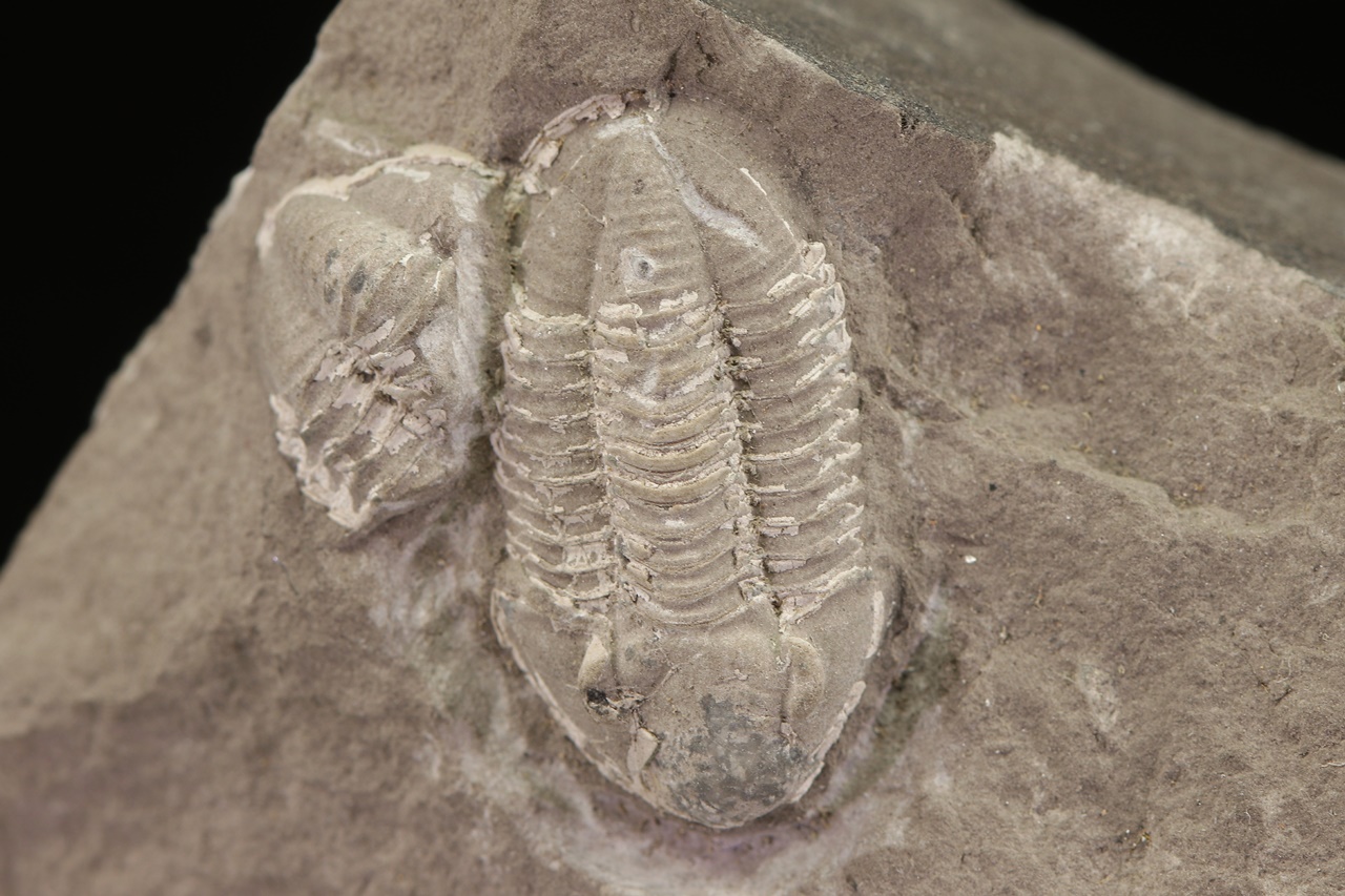 Griffithides globiceps – Bild 4