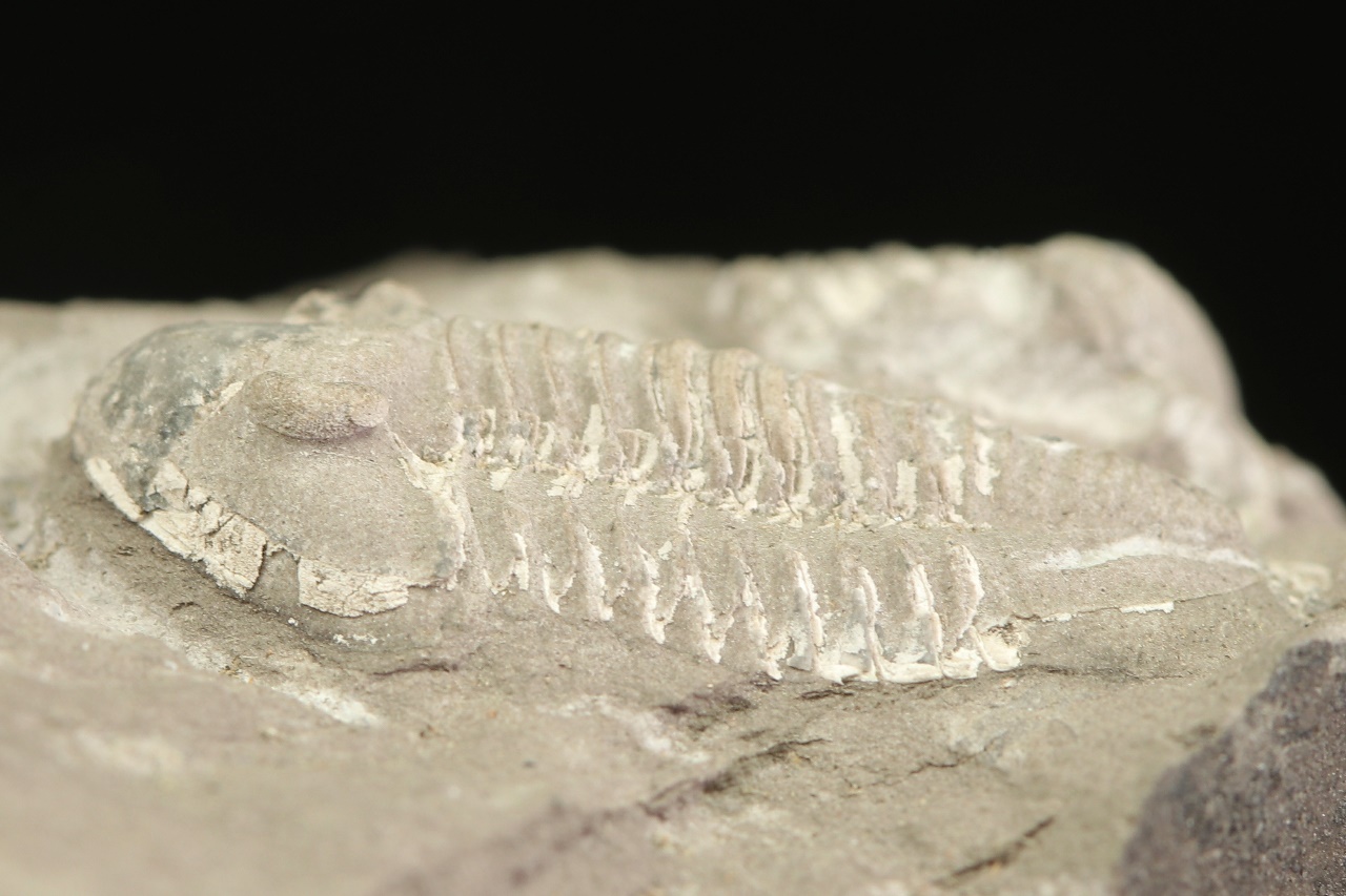 Griffithides globiceps – Bild 5