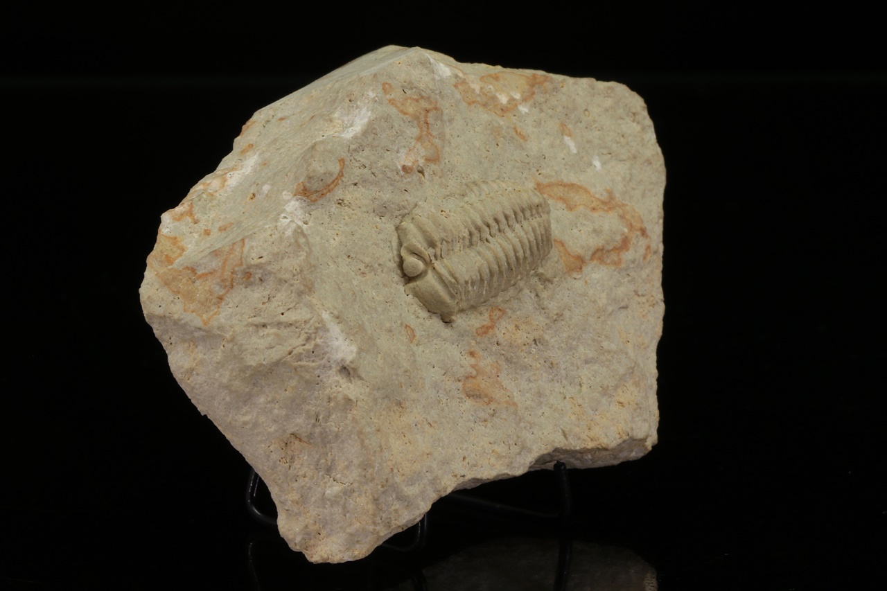 Calymene celebra – Bild 2