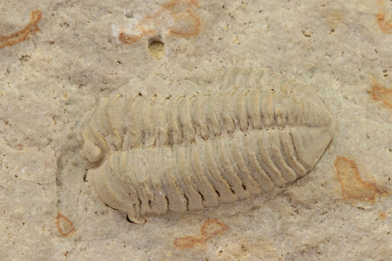 Calymene celebra – Bild 3