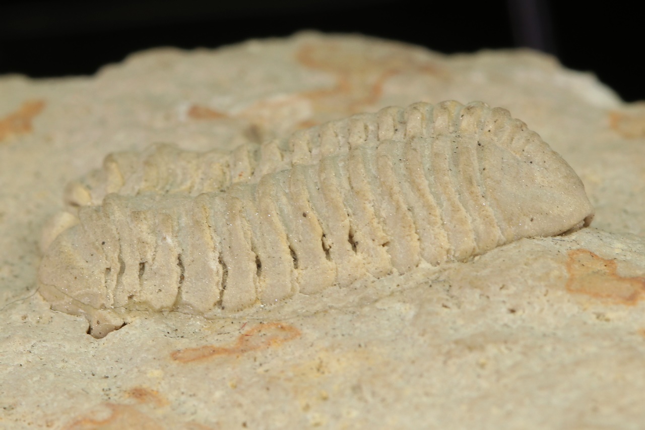 Calymene celebra – Bild 4