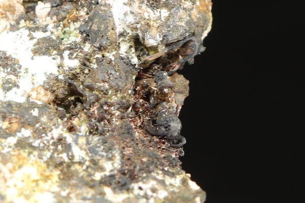 Silber, Argentit, Skutterudit – Bild 8