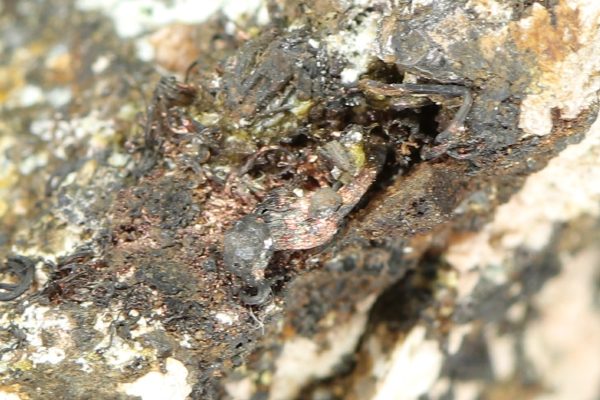 Silber, Argentit, Skutterudit – Bild 9