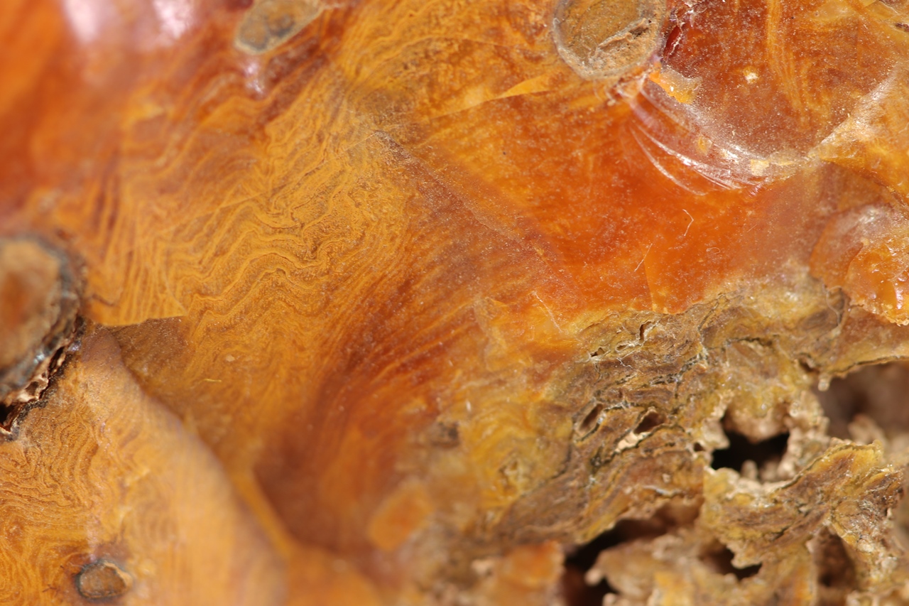 Holzopal – Bild 3