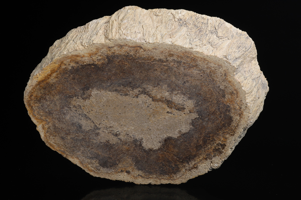 Versteinertes Holz – Bild 3