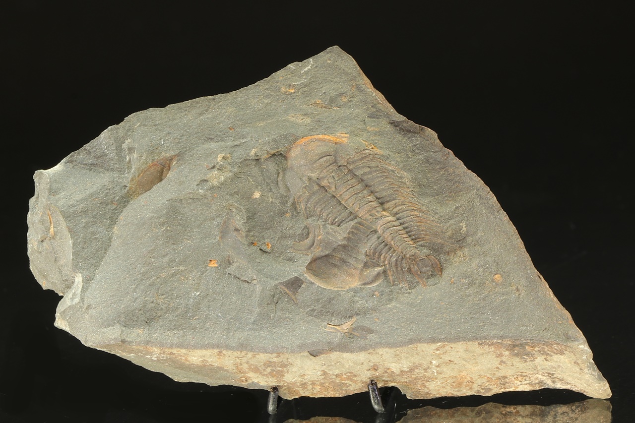 Paradoxides gracilis – Bild 2