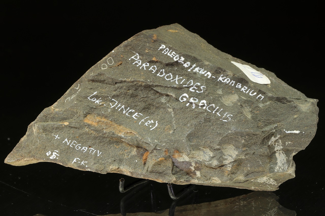 Paradoxides gracilis – Bild 4