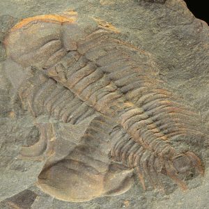 Paradoxides gracilis