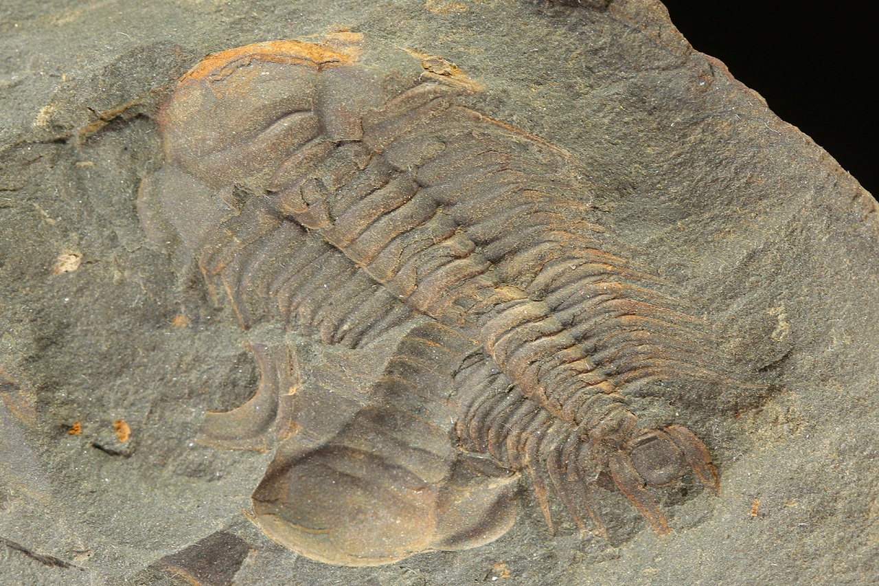 Paradoxides gracilis