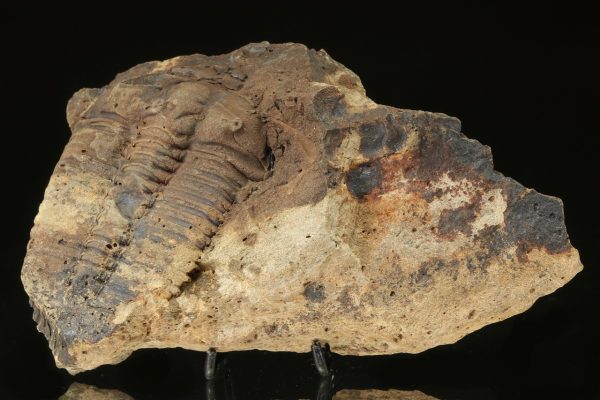 Ptychoparia striata – Bild 2