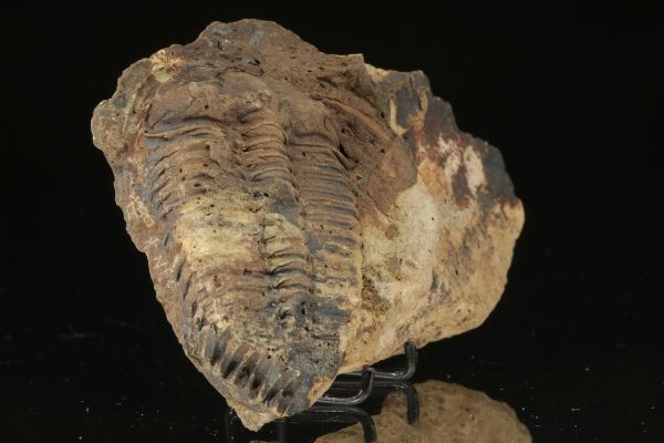 Ptychoparia striata – Bild 3