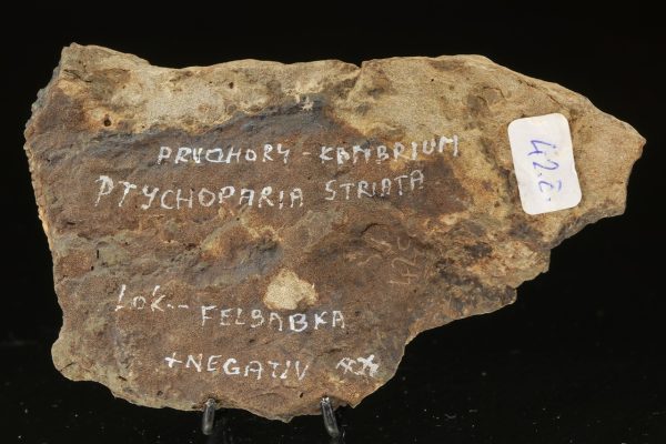 Ptychoparia striata – Bild 4