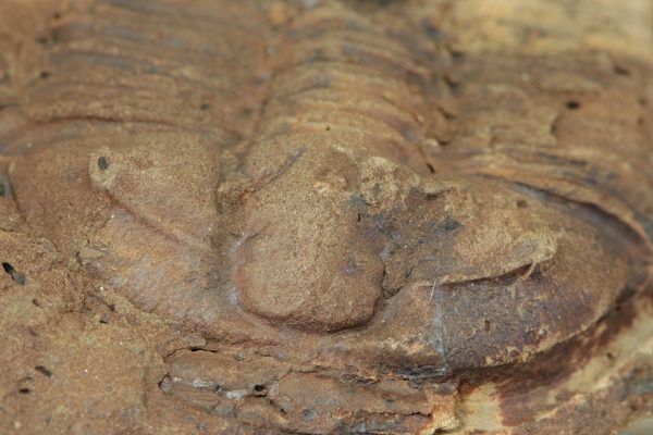 Ptychoparia striata – Bild 6