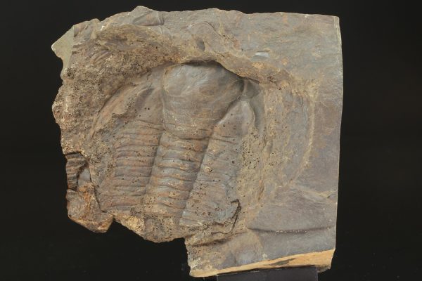 Paradoxides gracilis – Bild 5