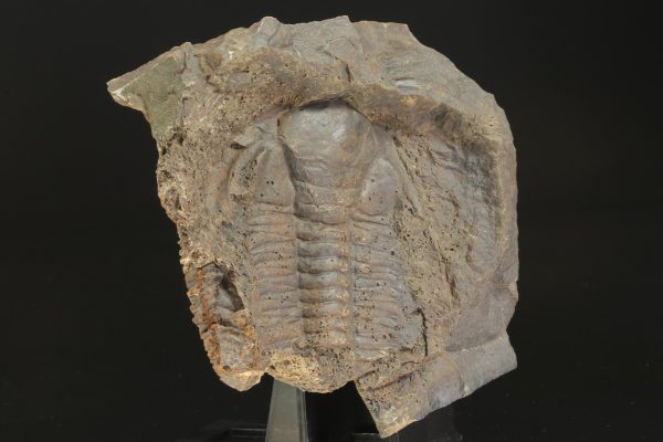 Paradoxides gracilis – Bild 6